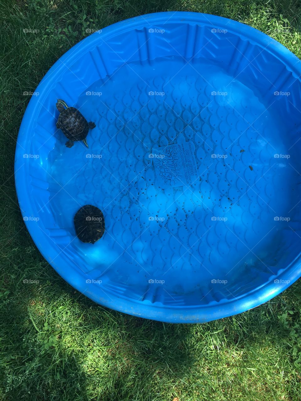 Turtles in a blue pool