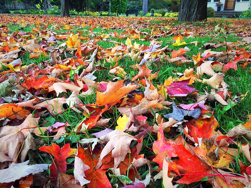 Multicoloured fall leaves 