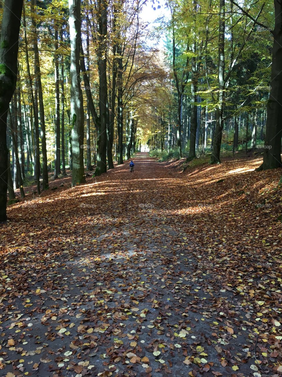 The Autumn Road