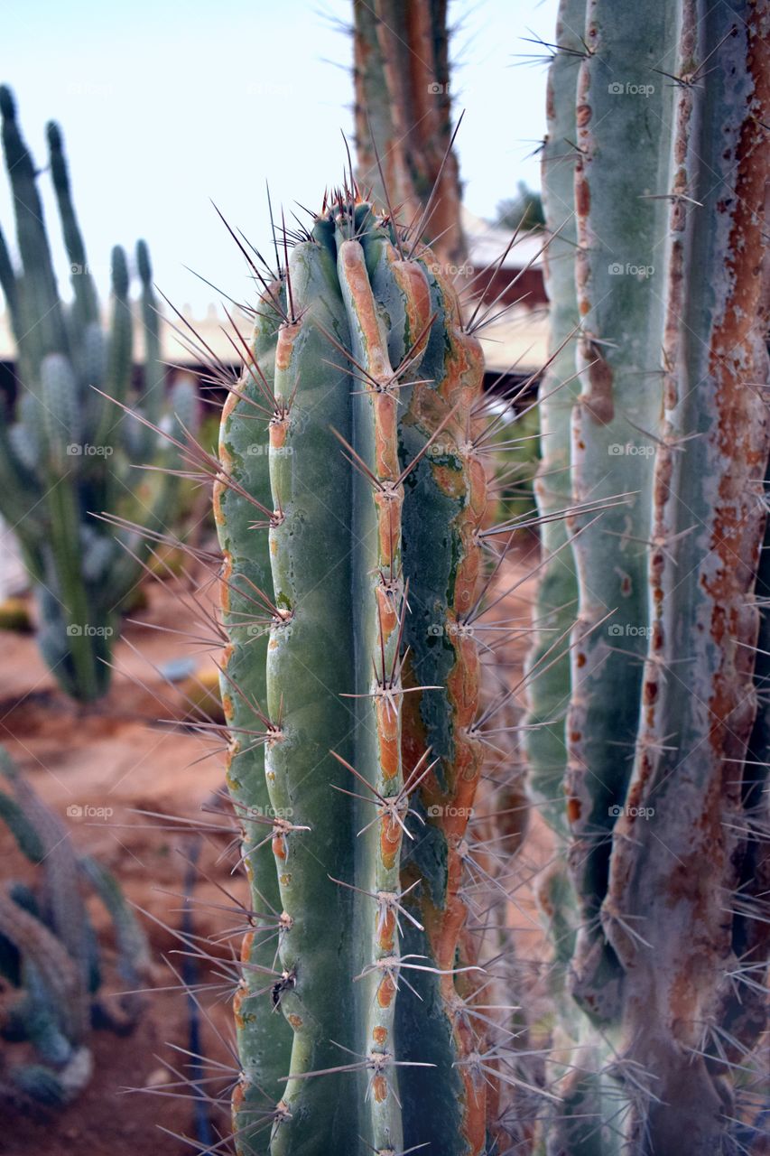 Garden of cacti. Juicy giant cacti with large spines.
