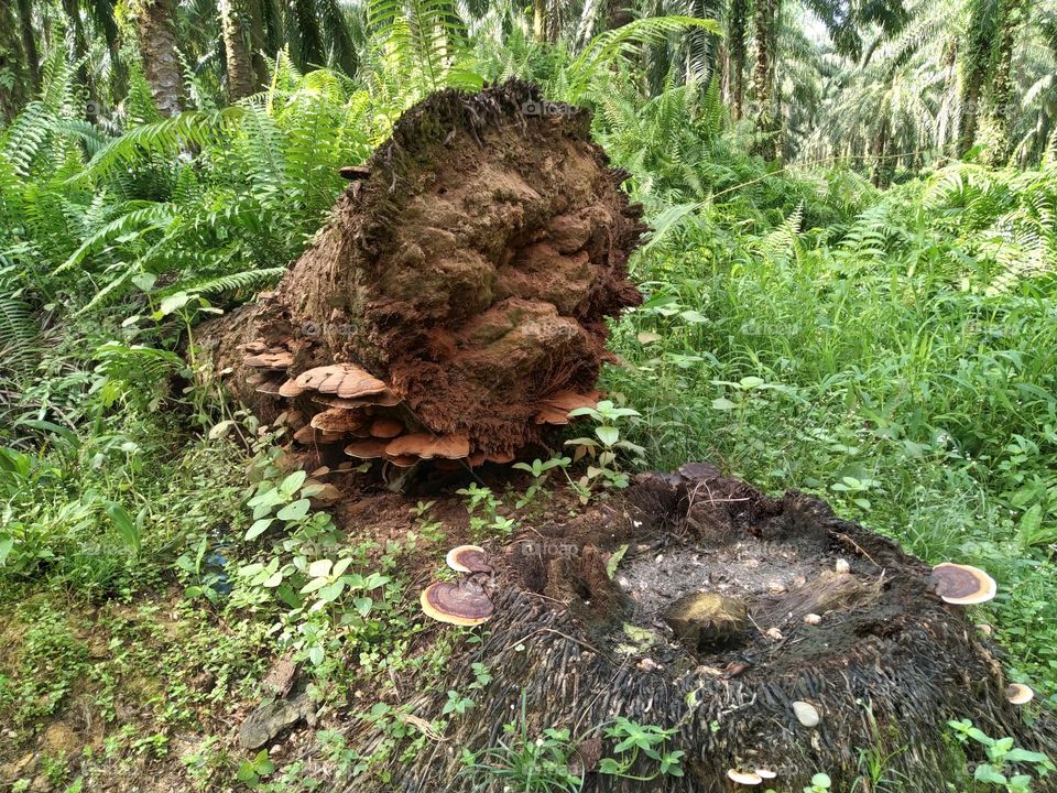 Photo of ganoderma fungus attacking the roots of an oil palm tree
