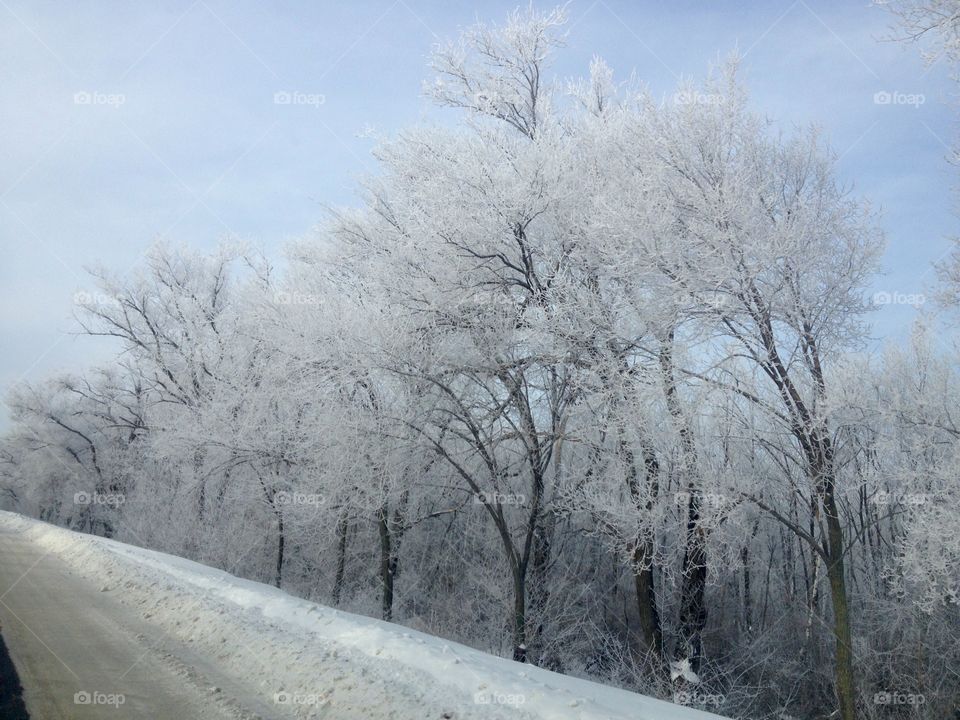 Frozen trees on a side of a road in winter