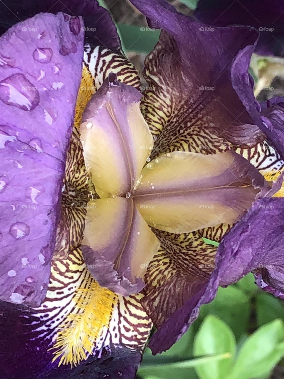 Iris