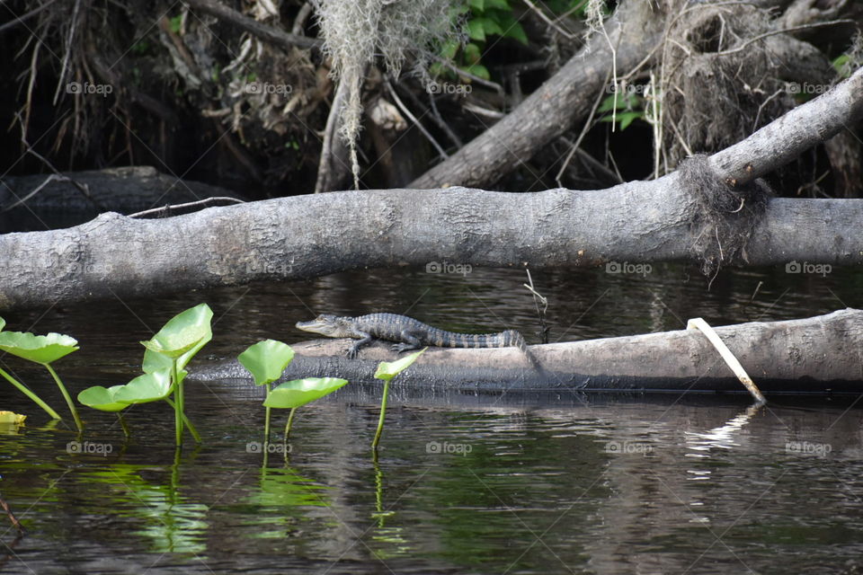 baby gator sunning, st John's river Fl.