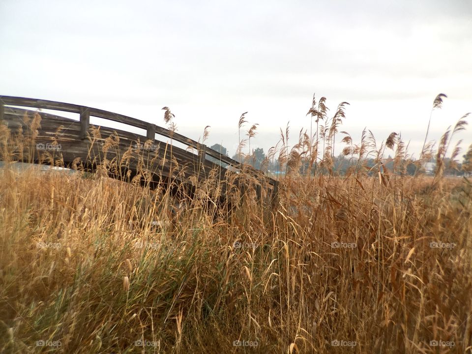 Wooden Bridge 