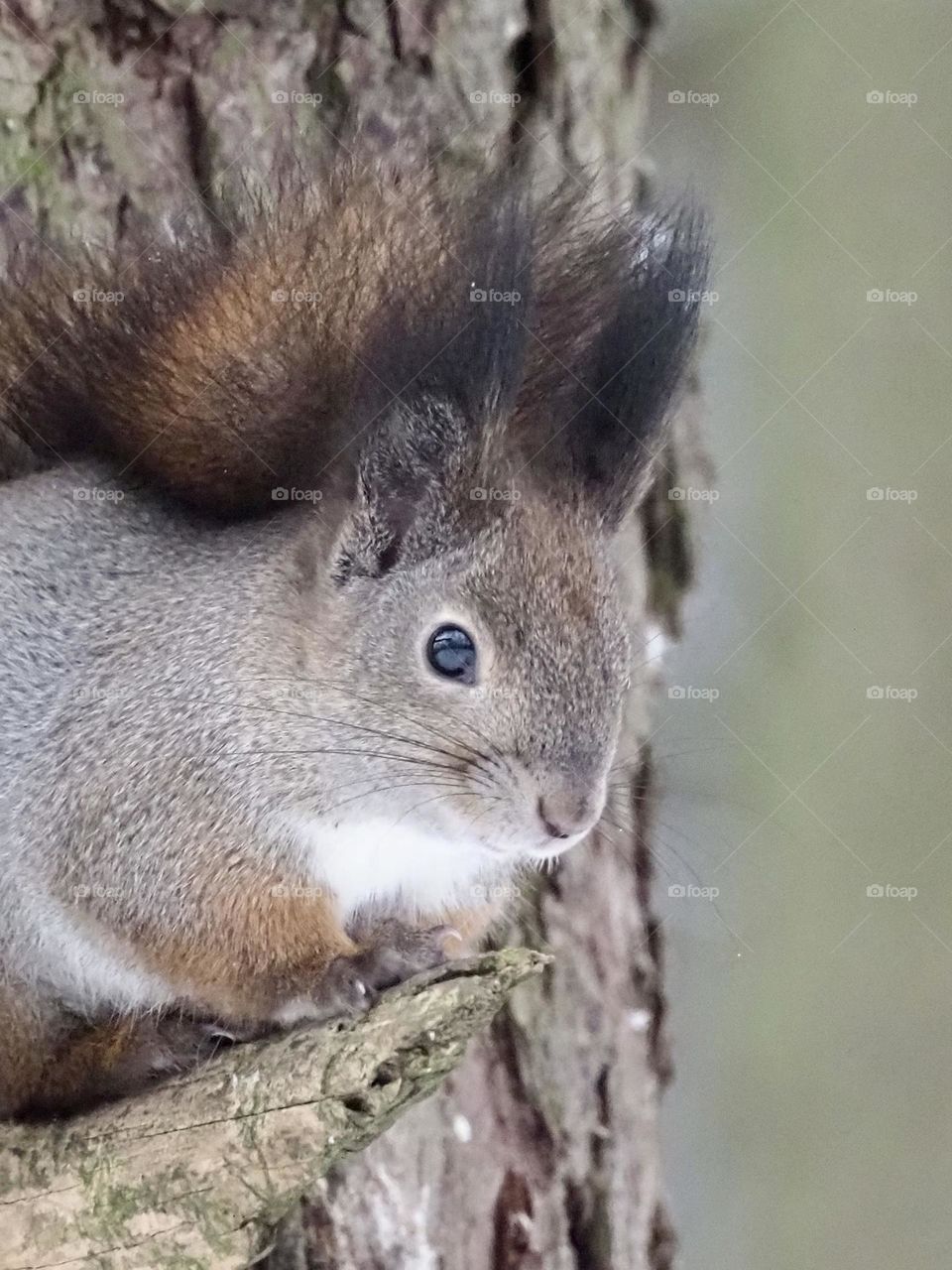 Squirrel