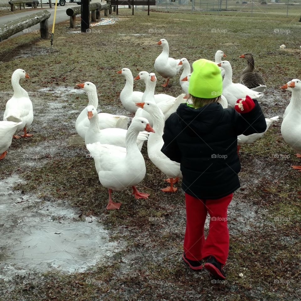 Feeding the Snow Geese