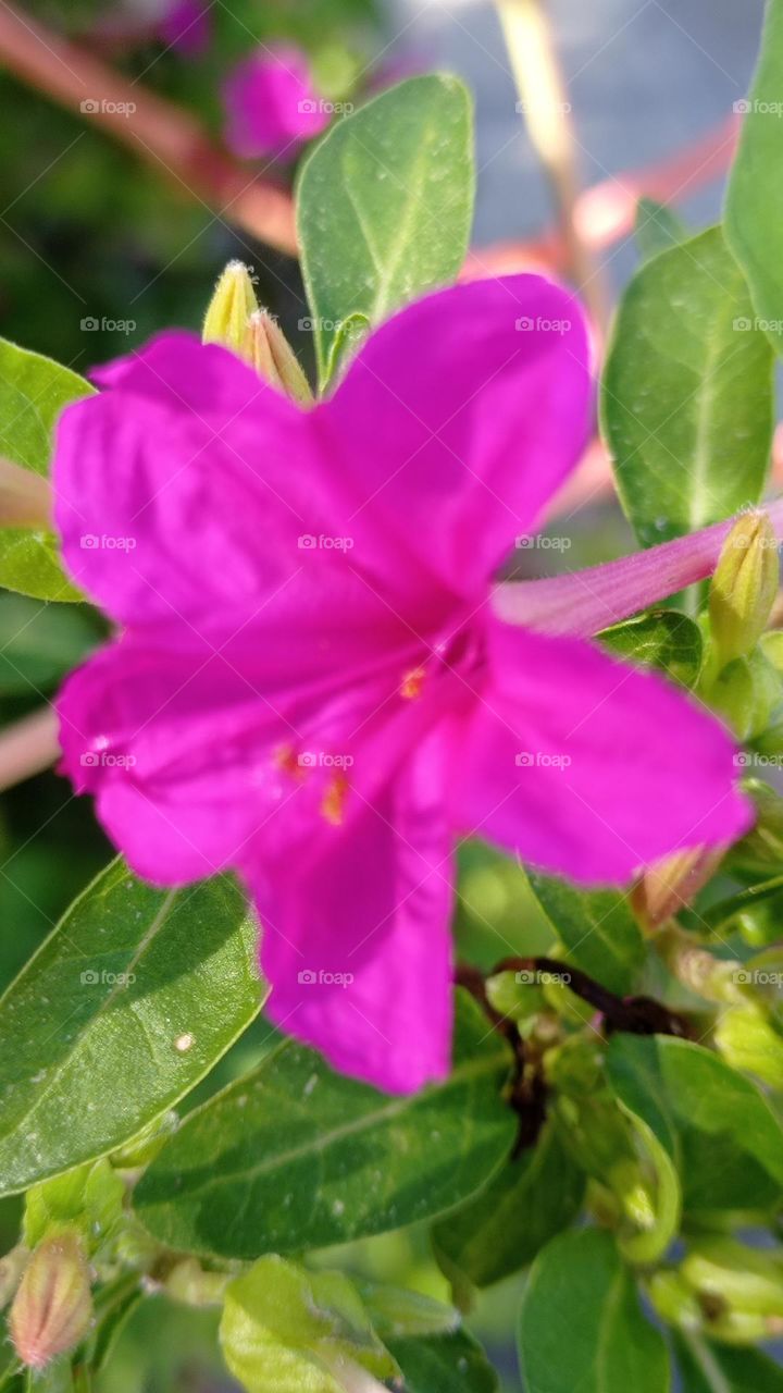 Pretty Flower / Flor bonita