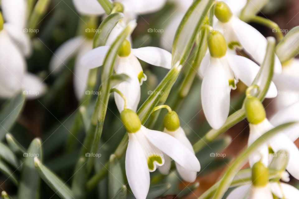 snowdrops are the first signs of spring