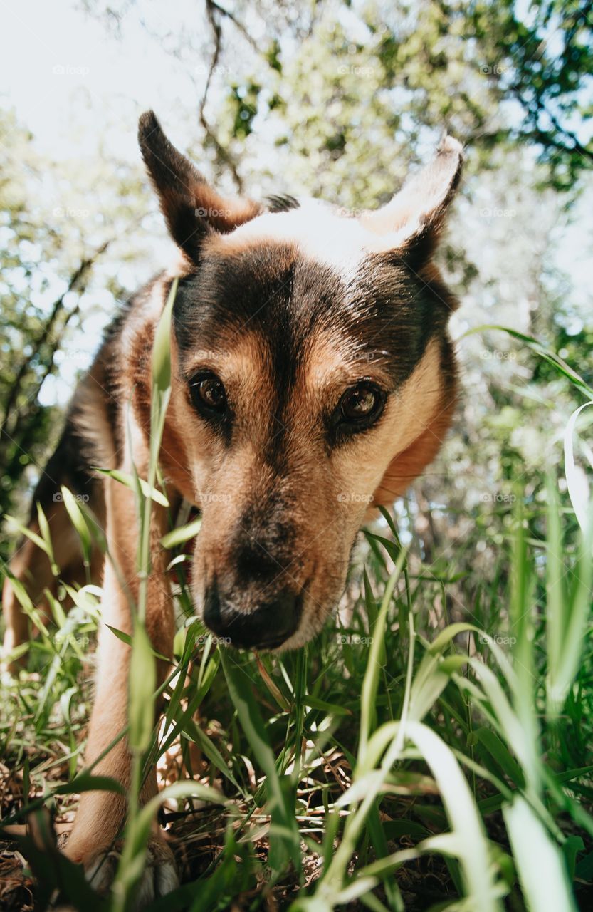 Perro feliz caminando por la hierba alta