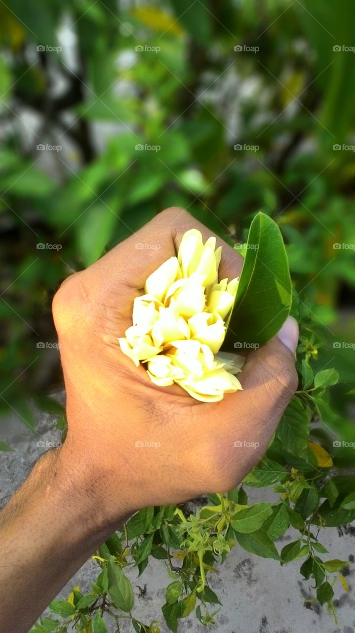 Flowe flower