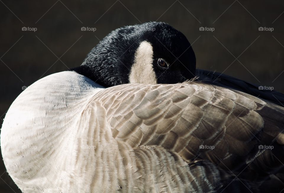 Goose by the lake