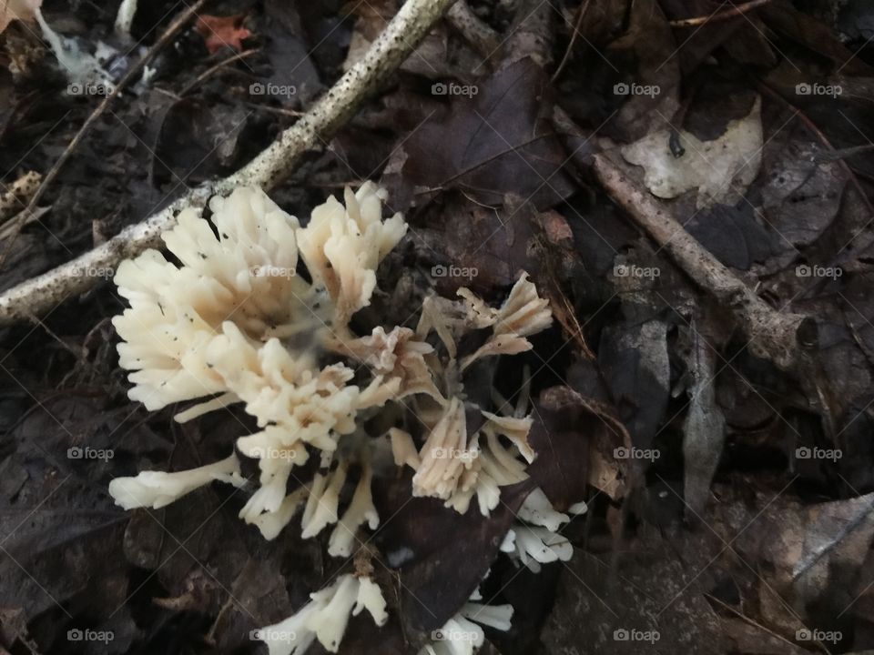 Delicate fungus