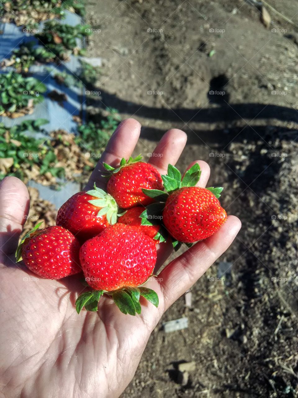 my strawberry farm strawberries