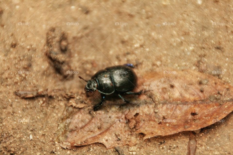 dung beetle