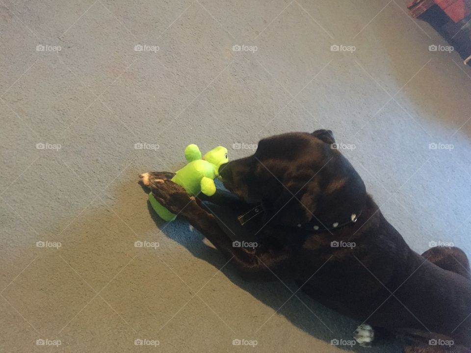 Black lab playing with dog toy