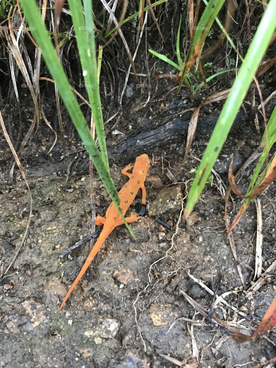 Hiking and found this lizard