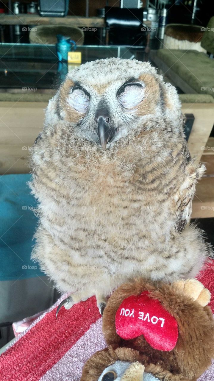 owls are cute