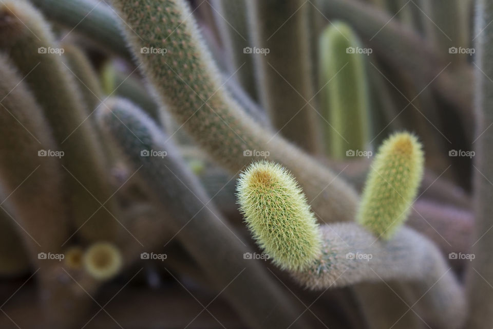 Cactus Closeup