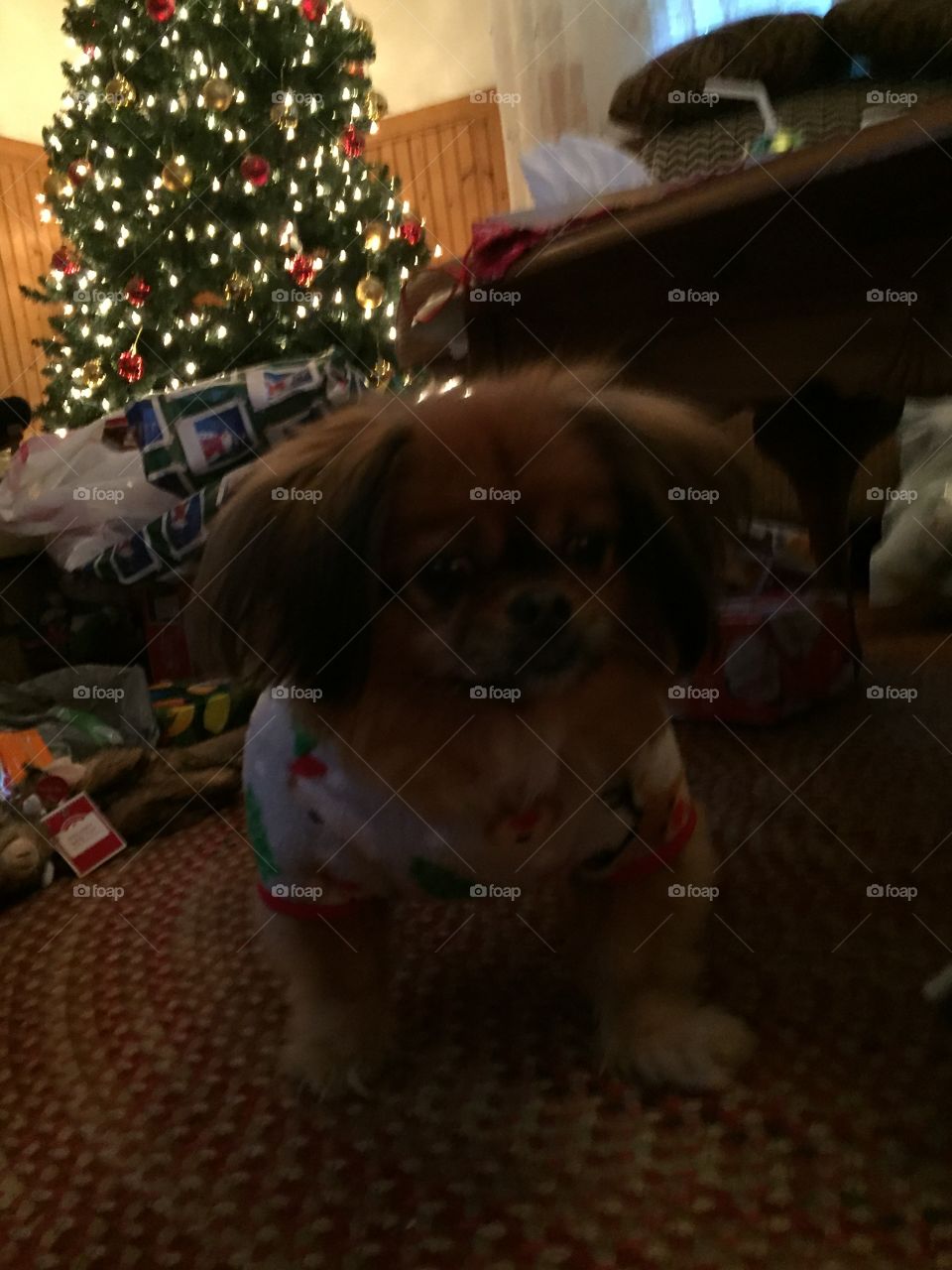 Christmas pup 
