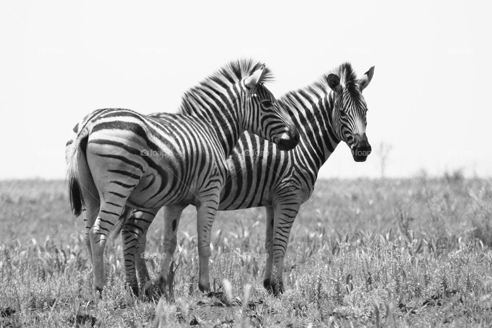 zebra