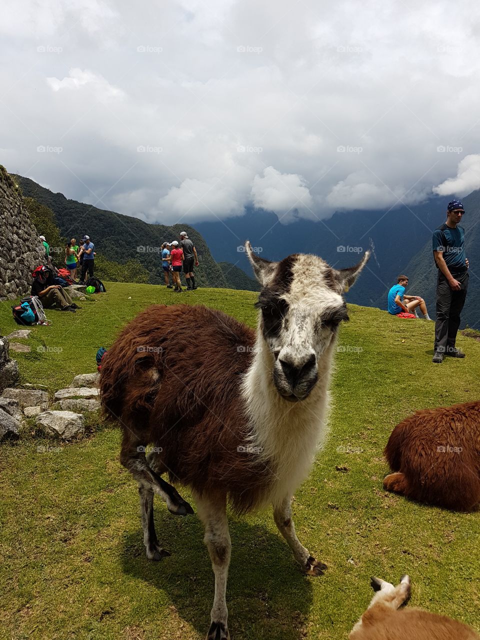 A curious Llama in Peru
