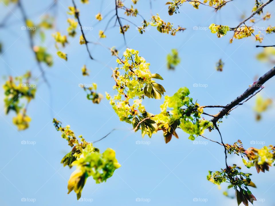 Gyoiko cherry blossom