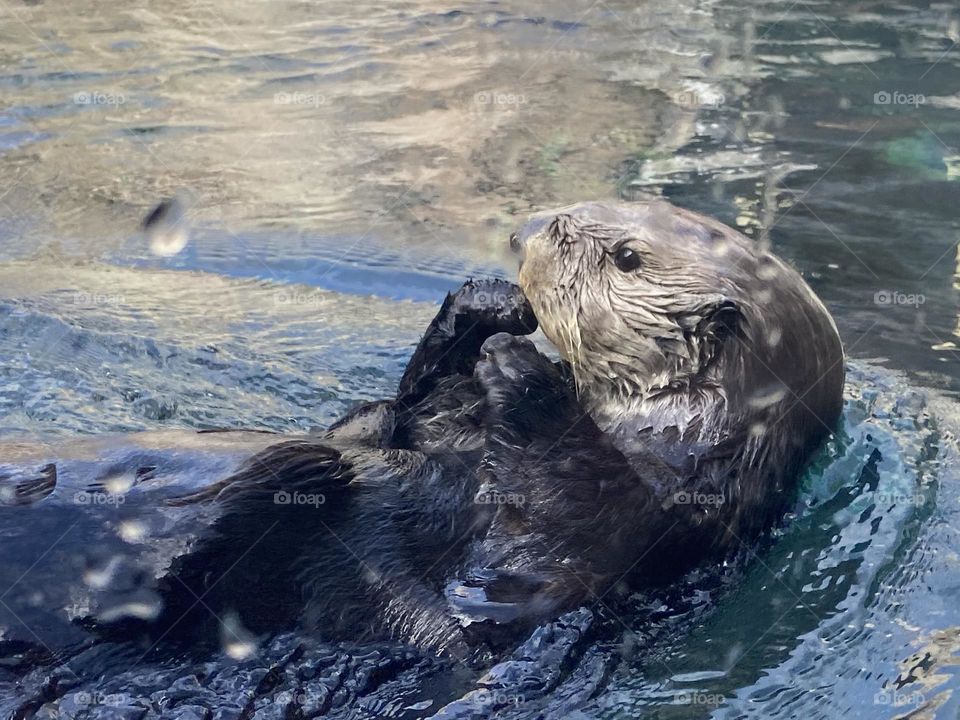 Sea otter preening