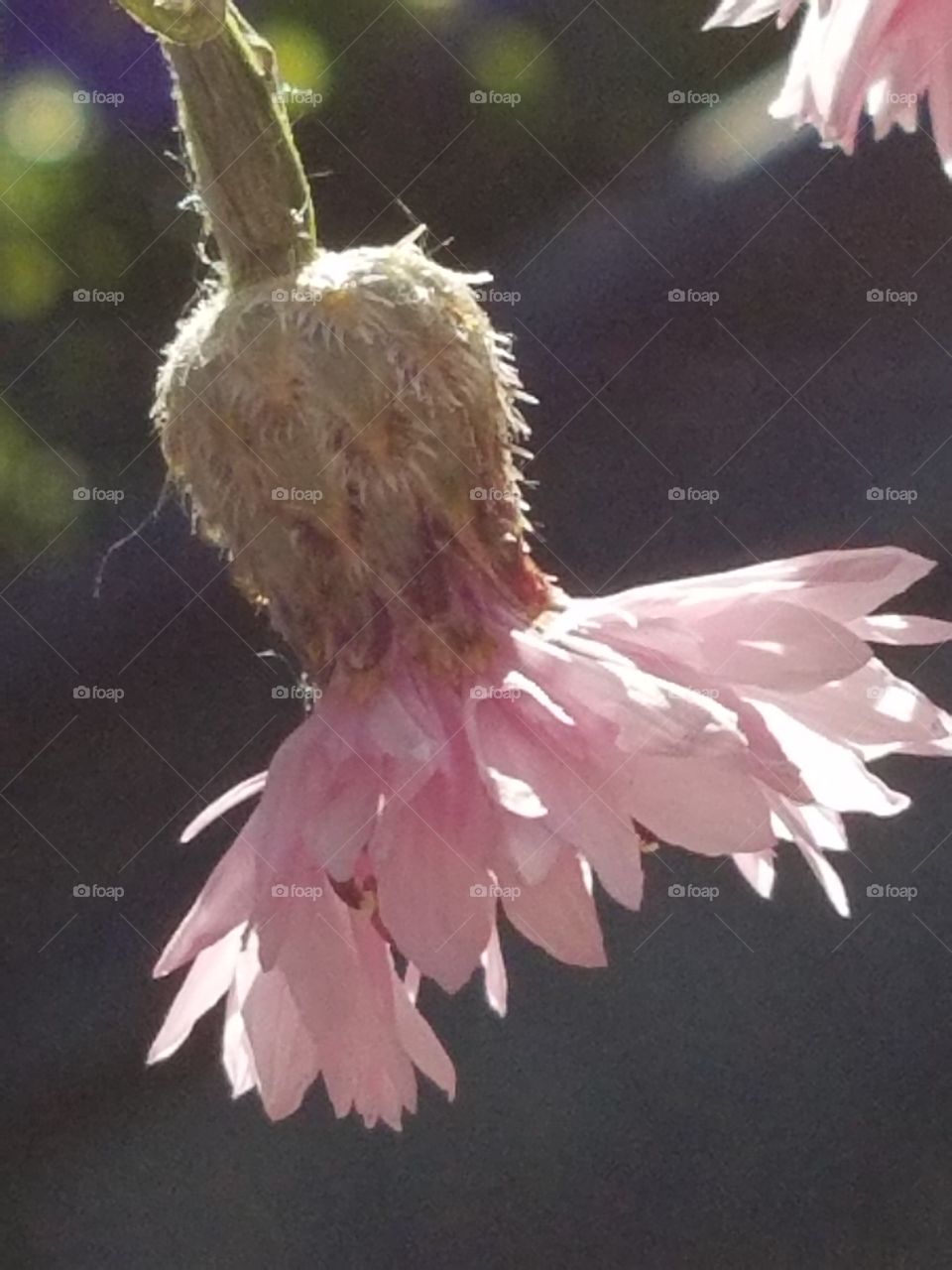 Pink flower in morning light