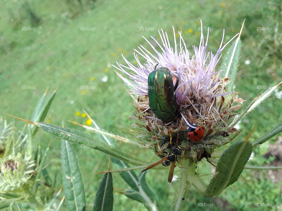 June Bug, Lady Bug, and Bee Sharing a Flower, Dealu Frumos, Romania