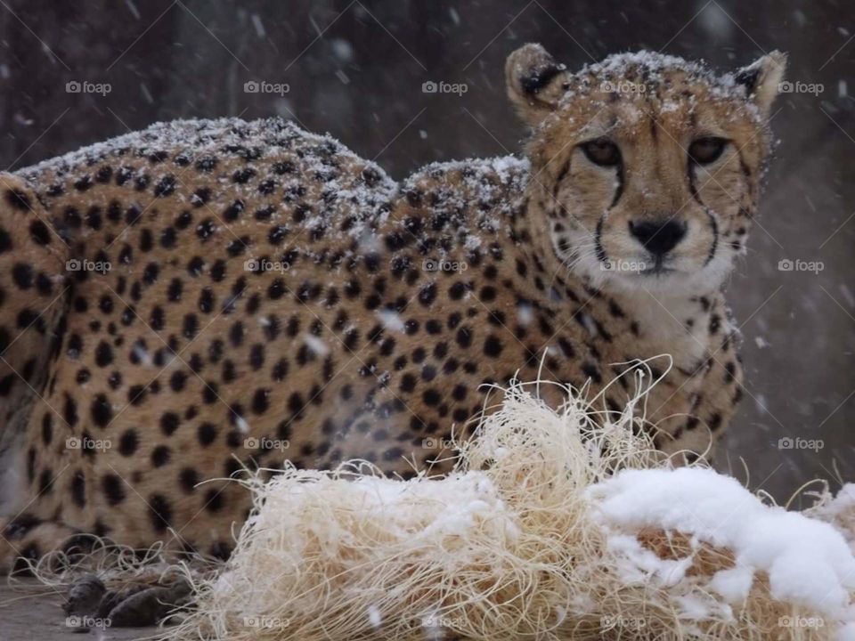 cheetah in the snow