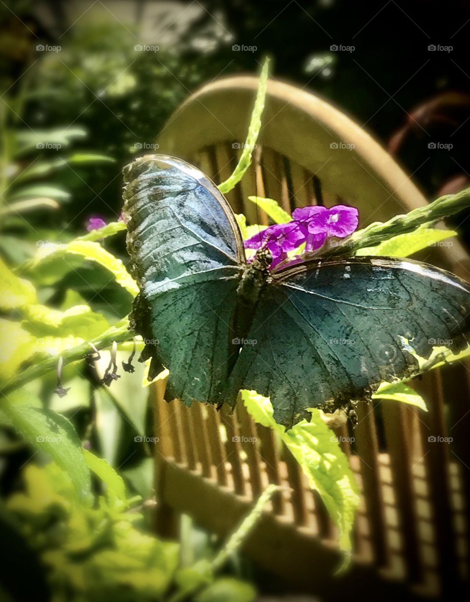 Beautiful blue butterfly slowly losing its wings