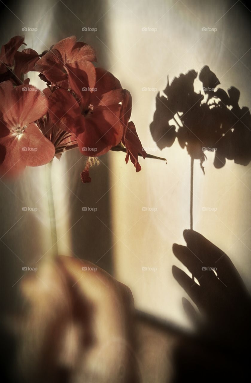 reflection of hand and flower from incident light on the wall