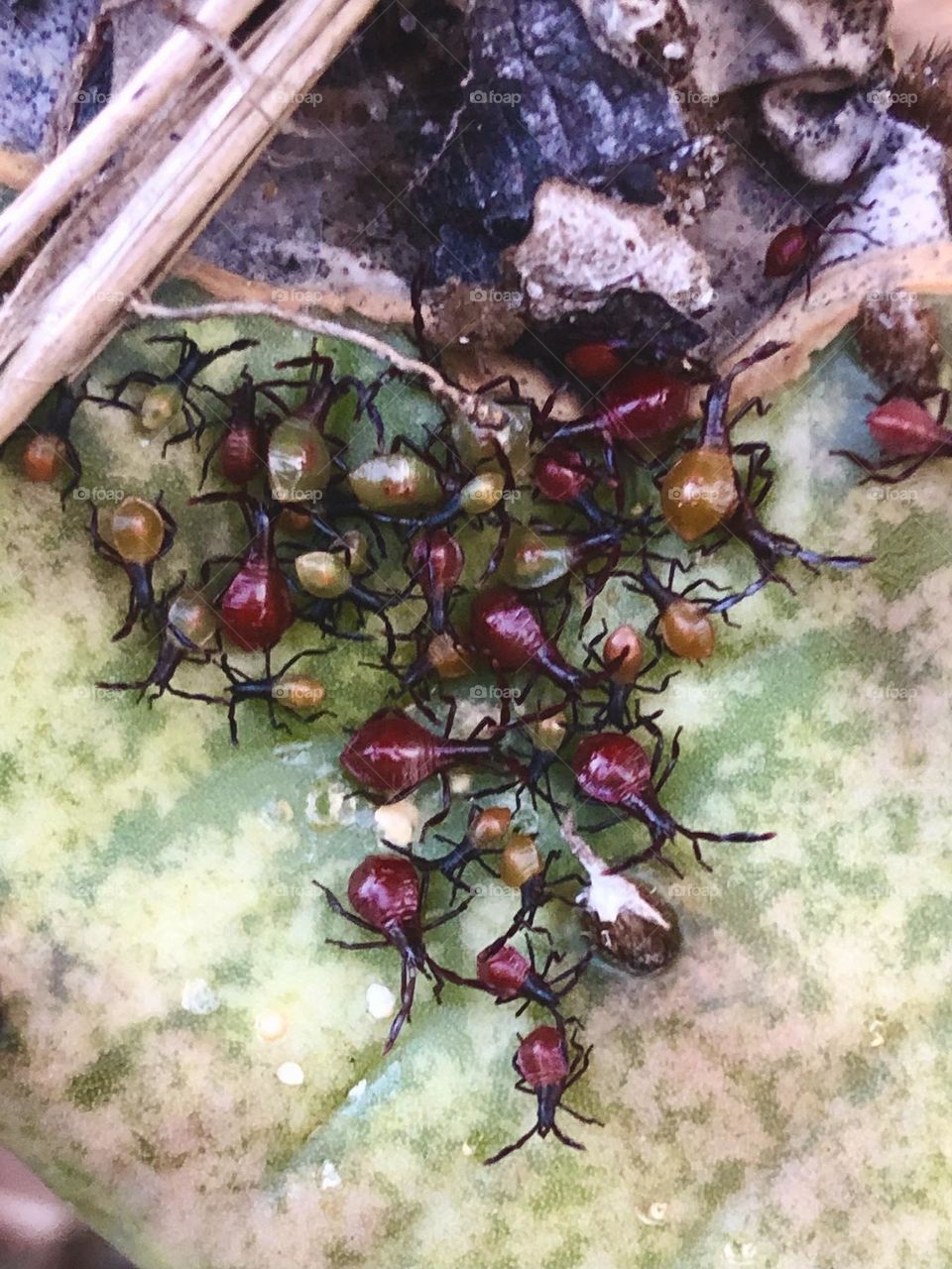 Sooo lots of bugs on this dying cactus!! Everything has gotta eat!! And this was a feast!