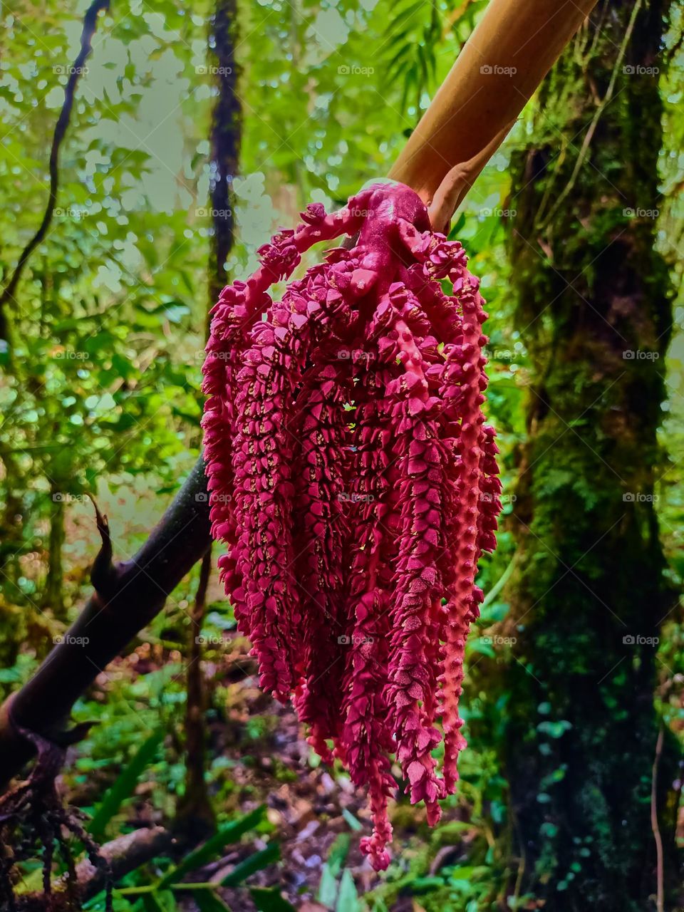 This is the young fruit of the pinanga tree that
grows wild in the forest. The young fruit of
Pinanga spp is bright red, looks beautifull