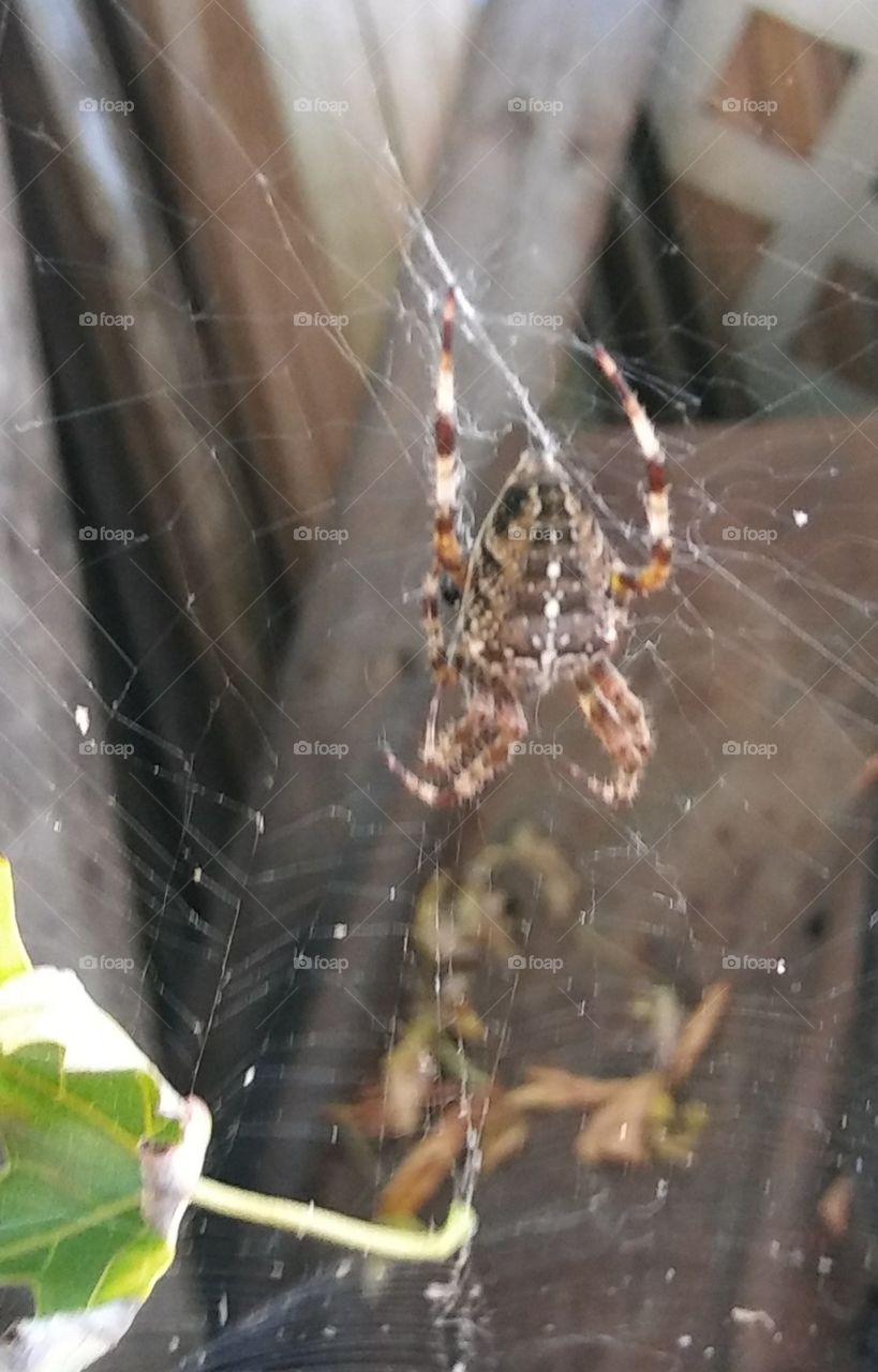 Spider in the Fall