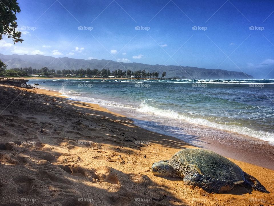 Sea turtle comes ashore for a nap