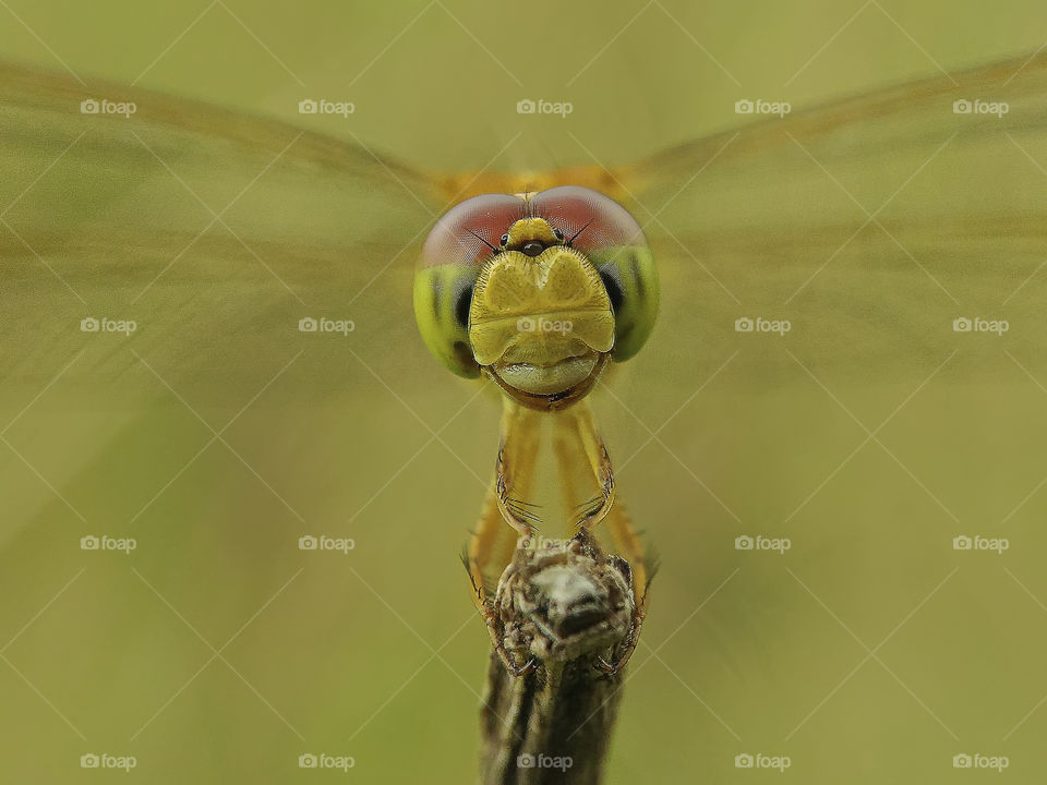 smiling dragonfly