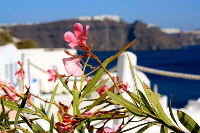 pink flower white mountain by kevin_lane