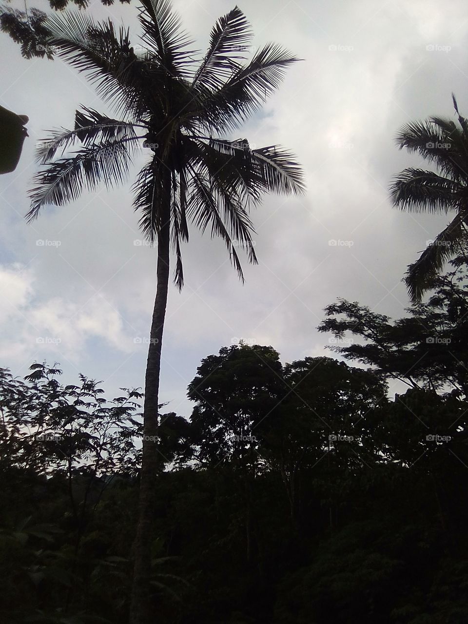 pohon kelapa
