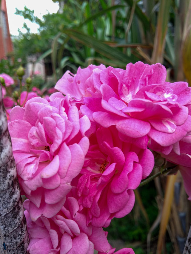 pink flowers