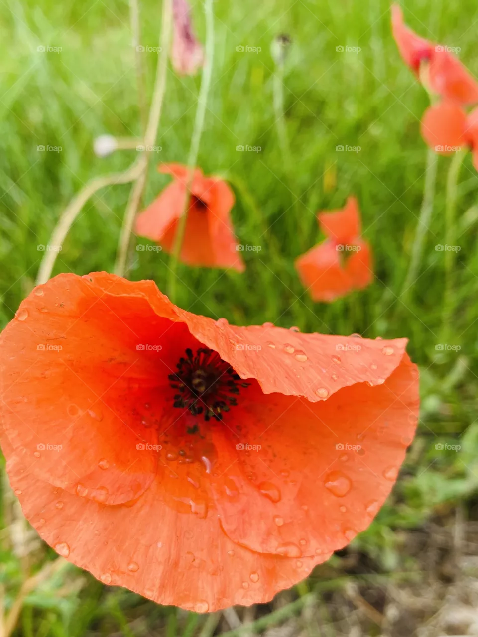Coquelicots 