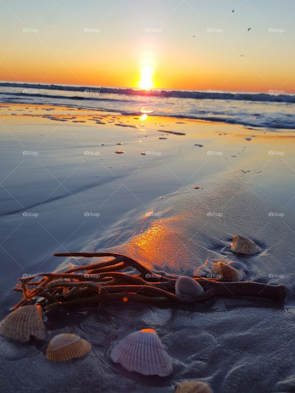 Seaweed and animal shell at beach