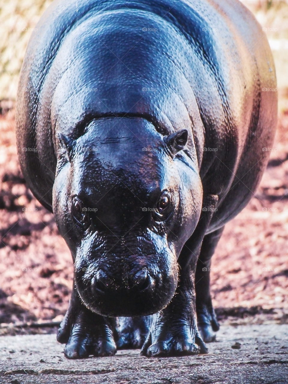 Pygmy Hippo