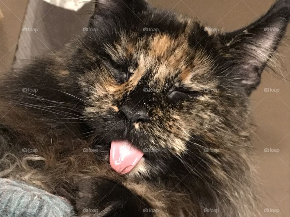 Sleepy blep !