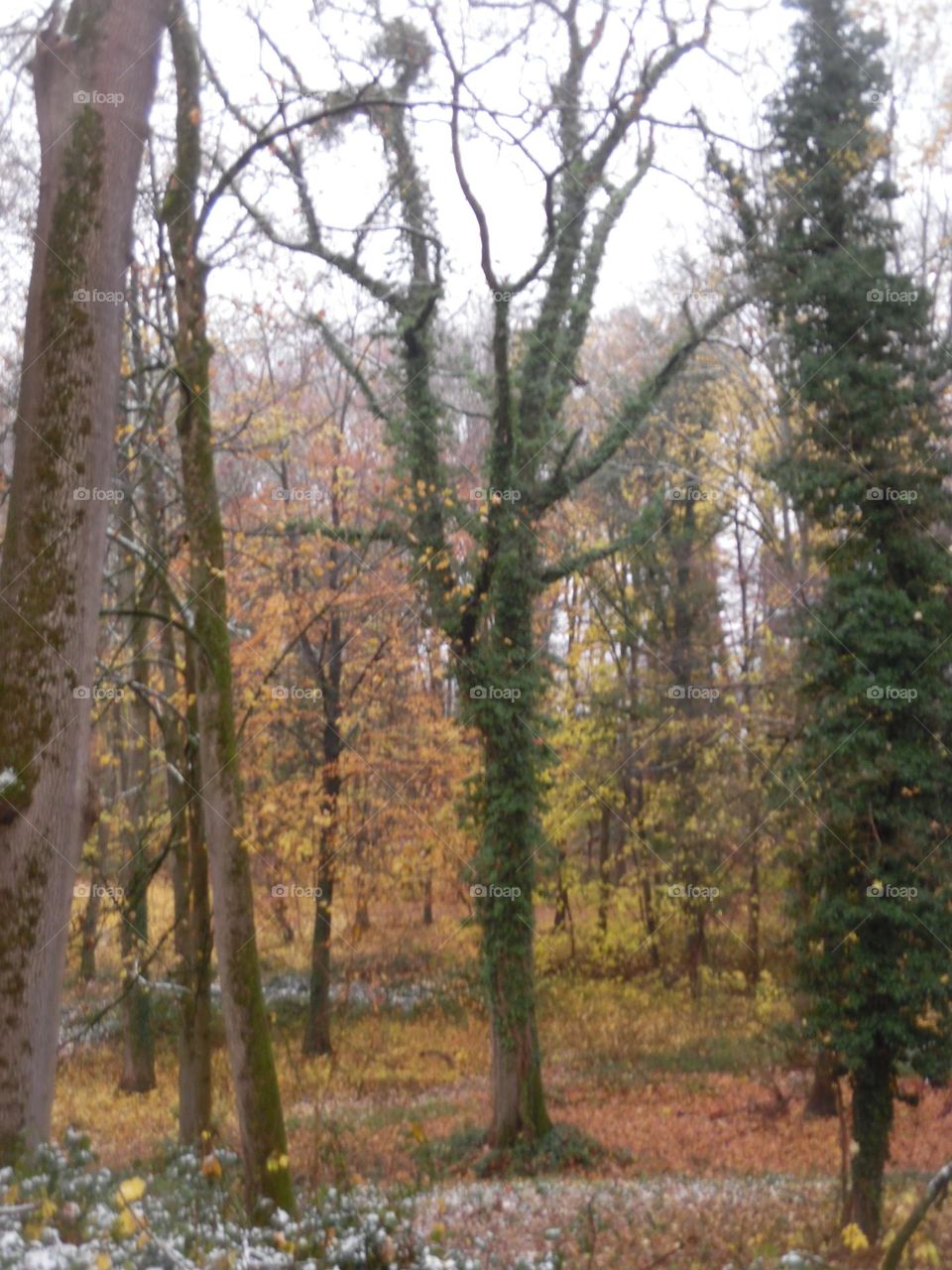 Parc de Mariemont , la Louvière