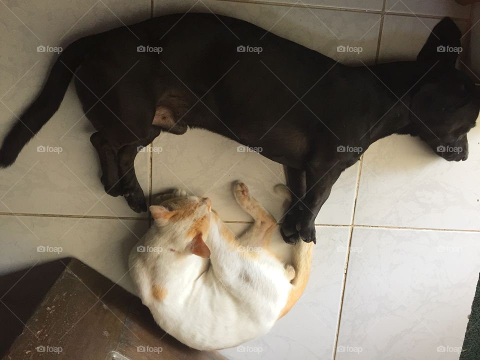 Black dog and a white cat sleeping together