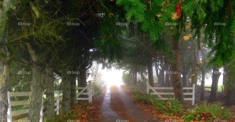 Autumn Road. Fall in Kitsap County  