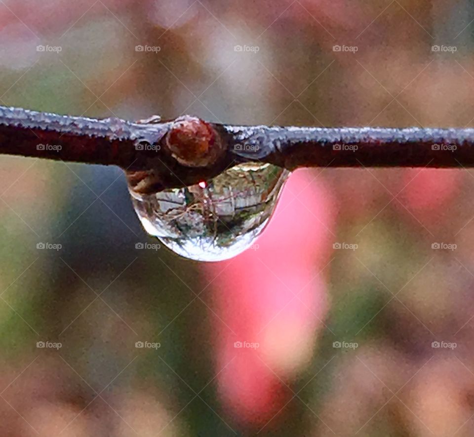 The beauty of the day is reflected in a tiny drop of rain; seeing loveliness in tiny form.