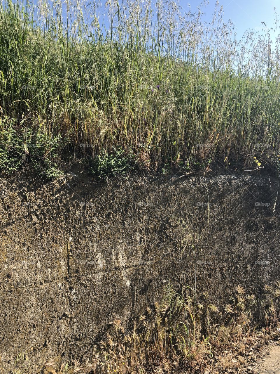 Concrete wall with green brome grass